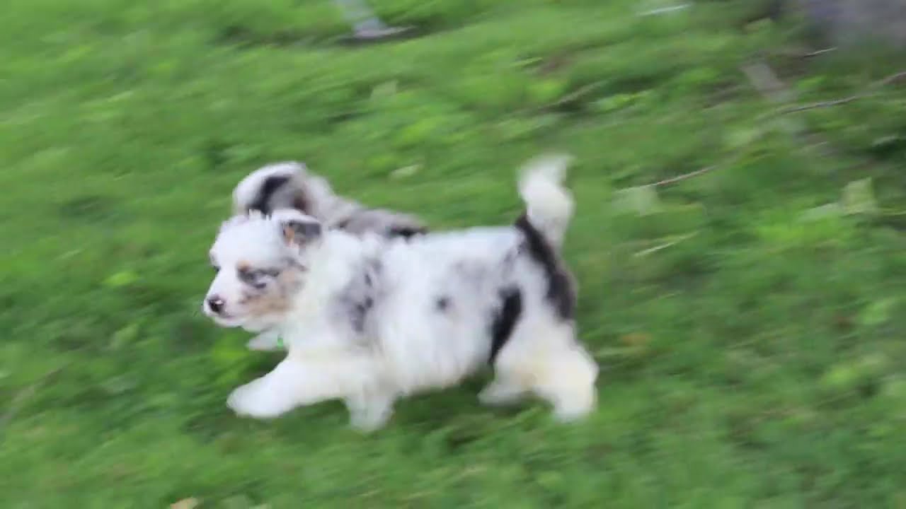 Mini Australian Shepherd Puppies For Sale