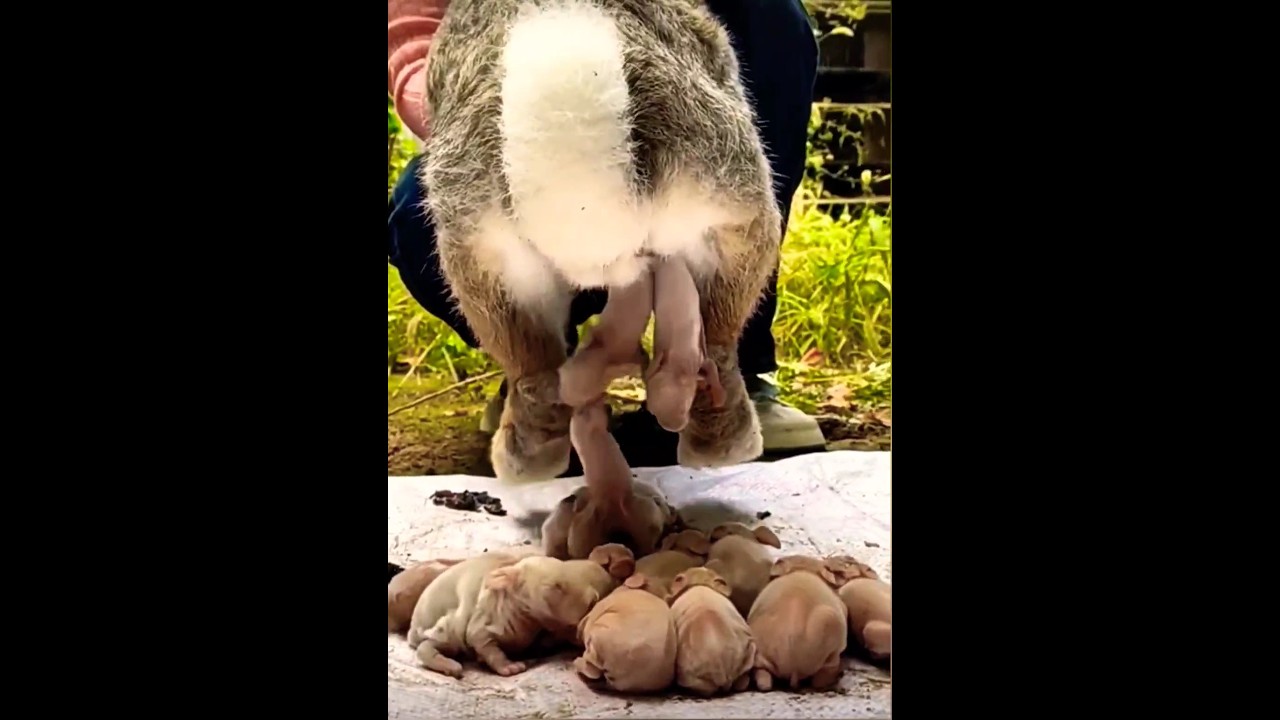 rabbit giving birth 😳#rabbit #rabbitgivingbirth#shorts #short