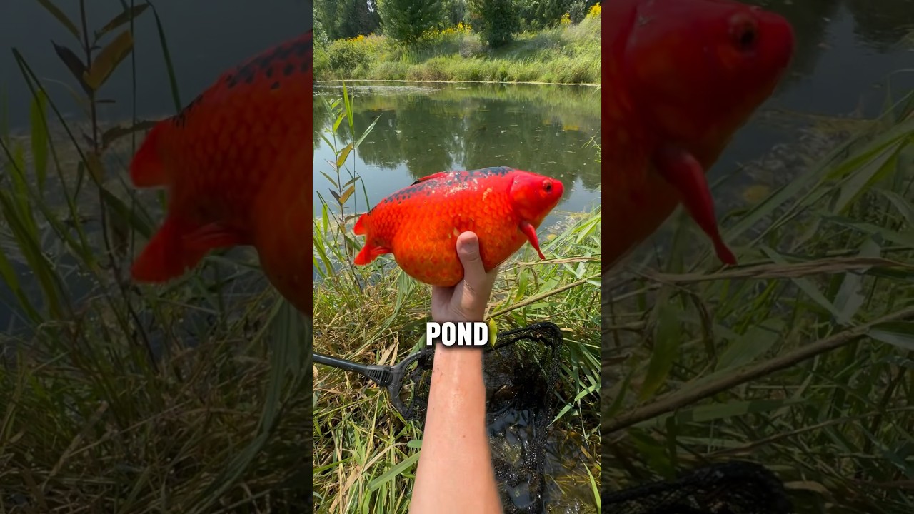 Unbelievably FAT Wild Goldfish!