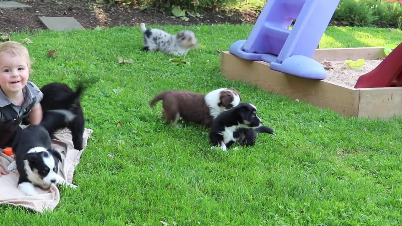 Mini Australian Shepherd Puppies For Sale