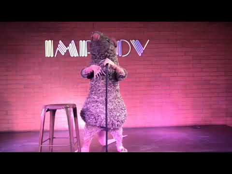 Mice on the move at Tempe Improv!