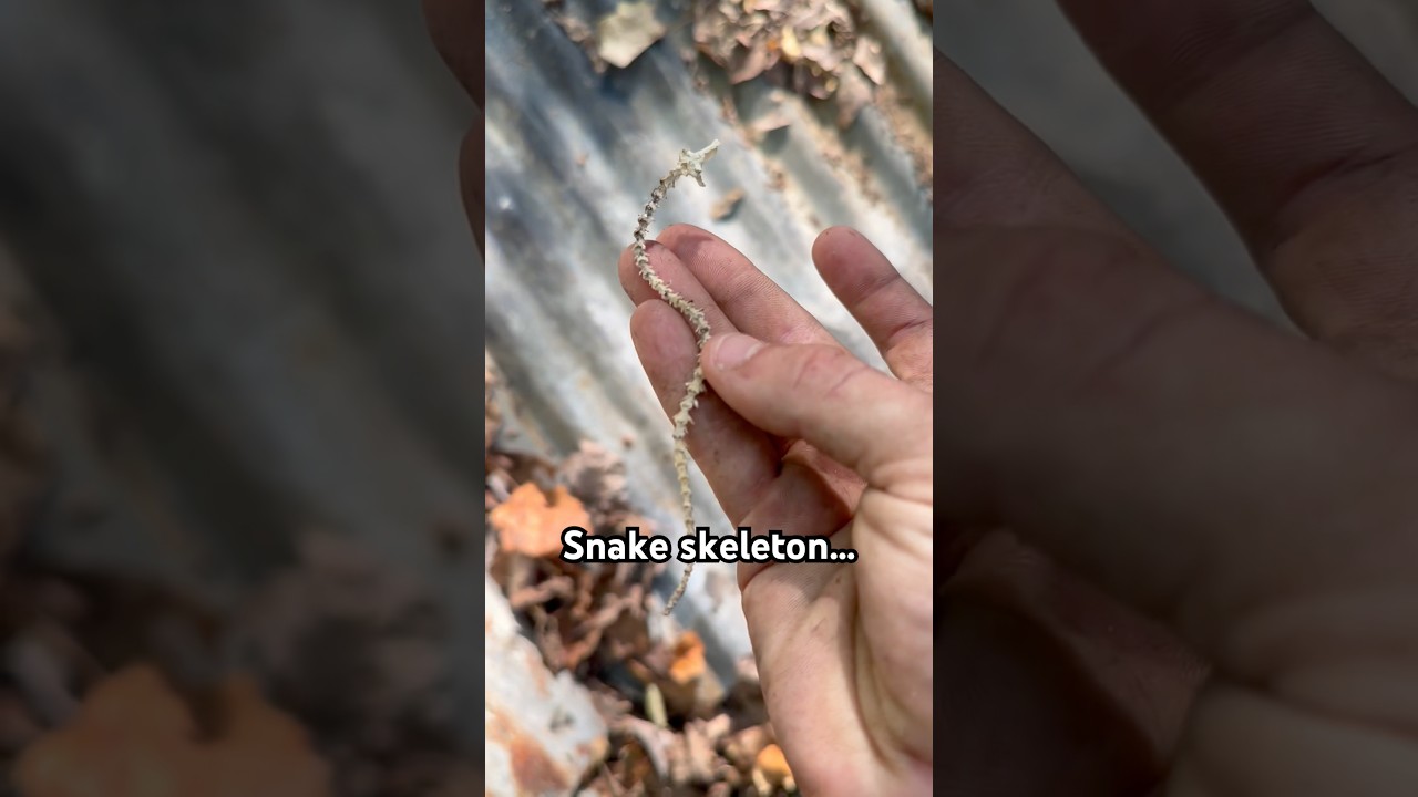 Snake Skeleton…?! #snake #animals #spooky