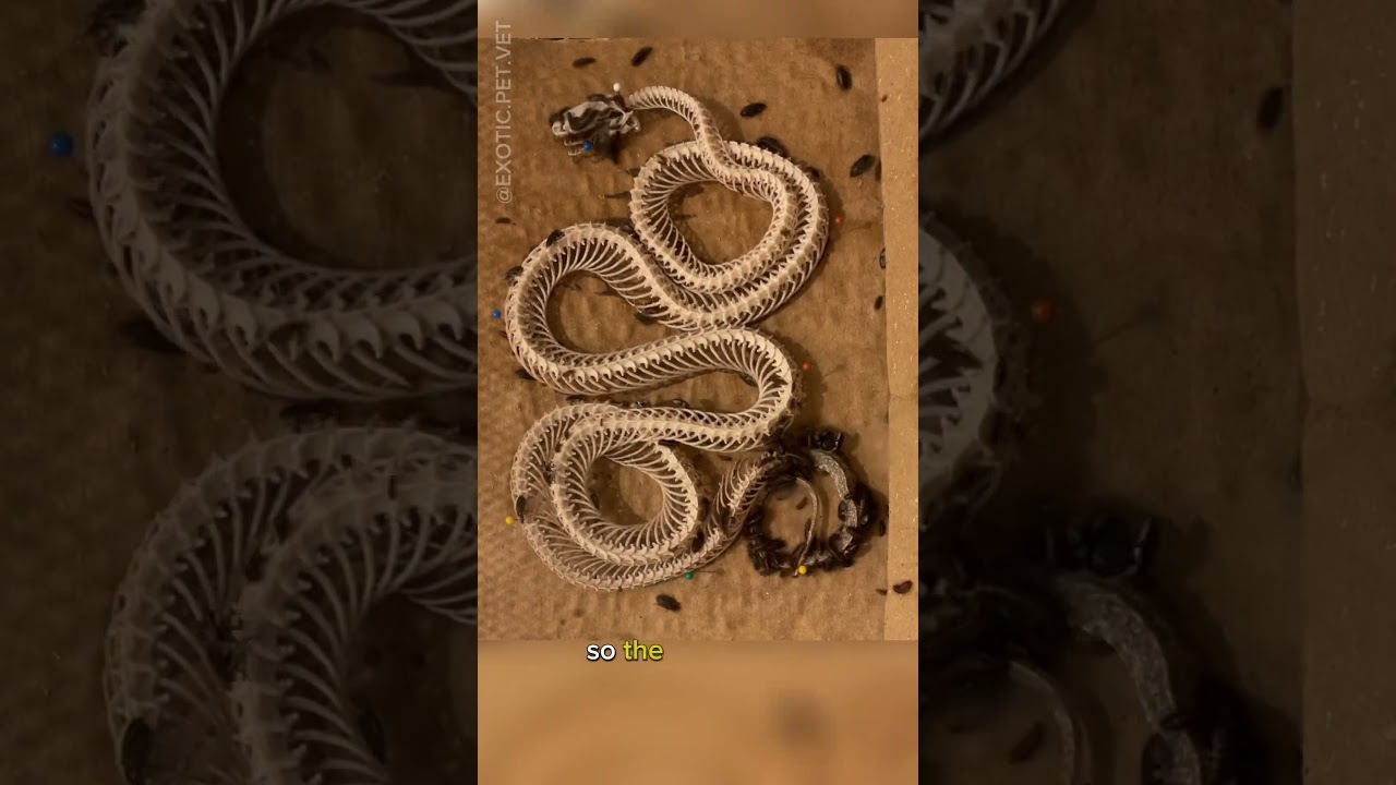 Dermestid Beetles Clean Corn Snake Skeleton Time Lapse