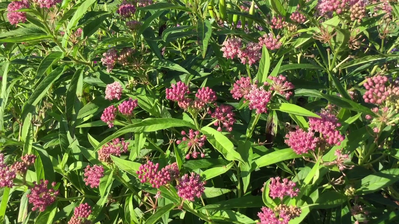 Asclepias/Milkweed 'Cinderella' | WWW.GARDENCROSSINGS.COM