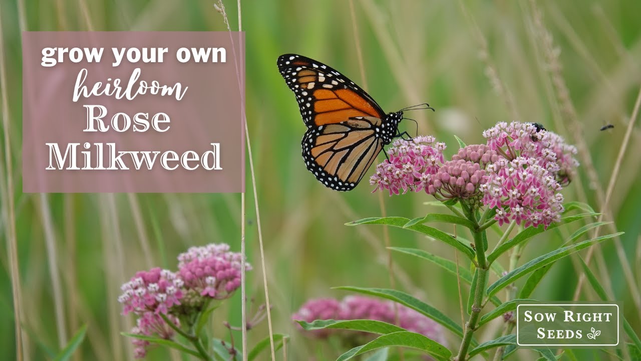 Sow Right Seeds | Rose Milkweed