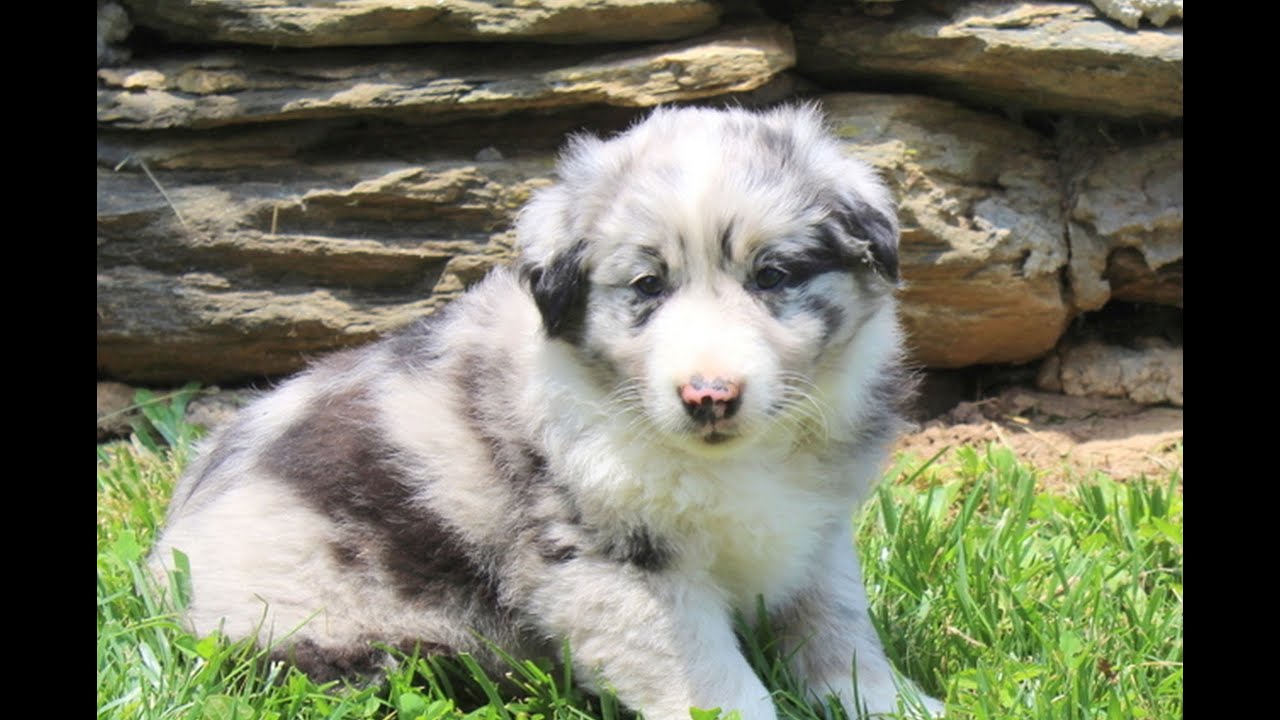 Australian Shepherd Puppies for Sale