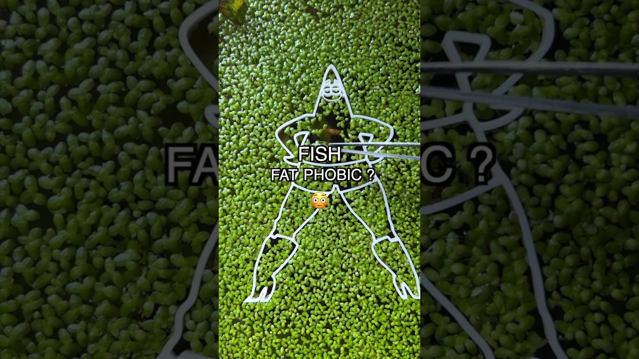 Should Fat Fish be banned?