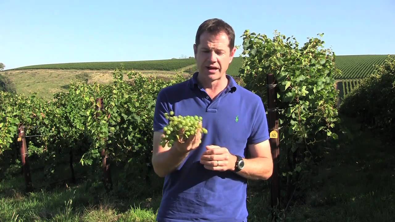 What is Prosecco?