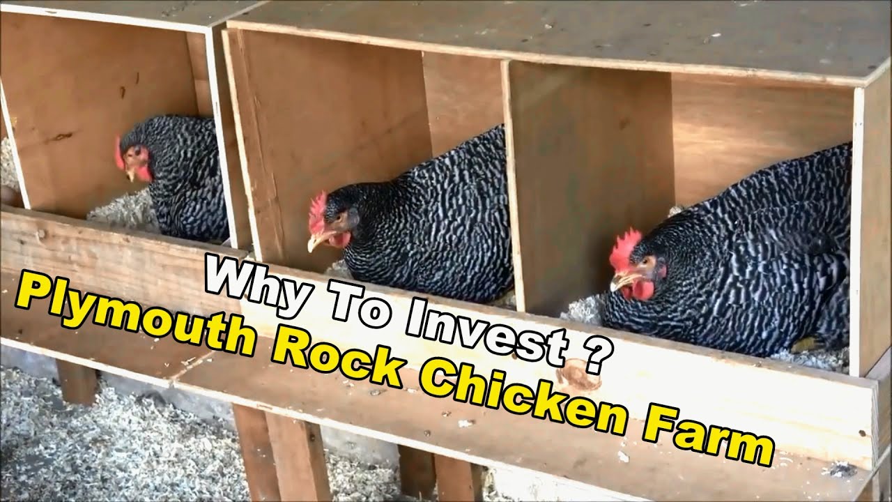 Plymouth Rock Chicken Farm For Meat And Egg Production - Why To Invest Money