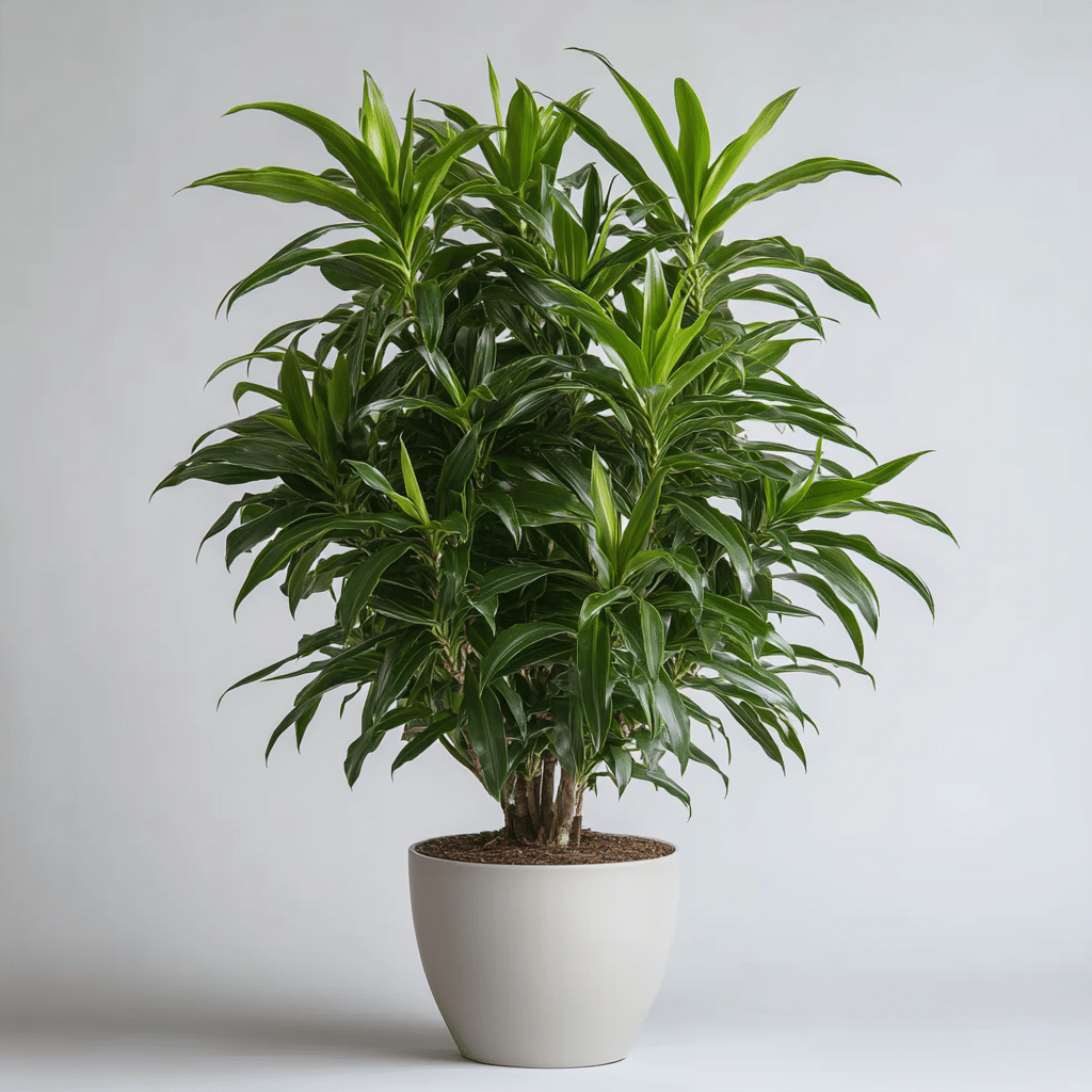 dracaena plant